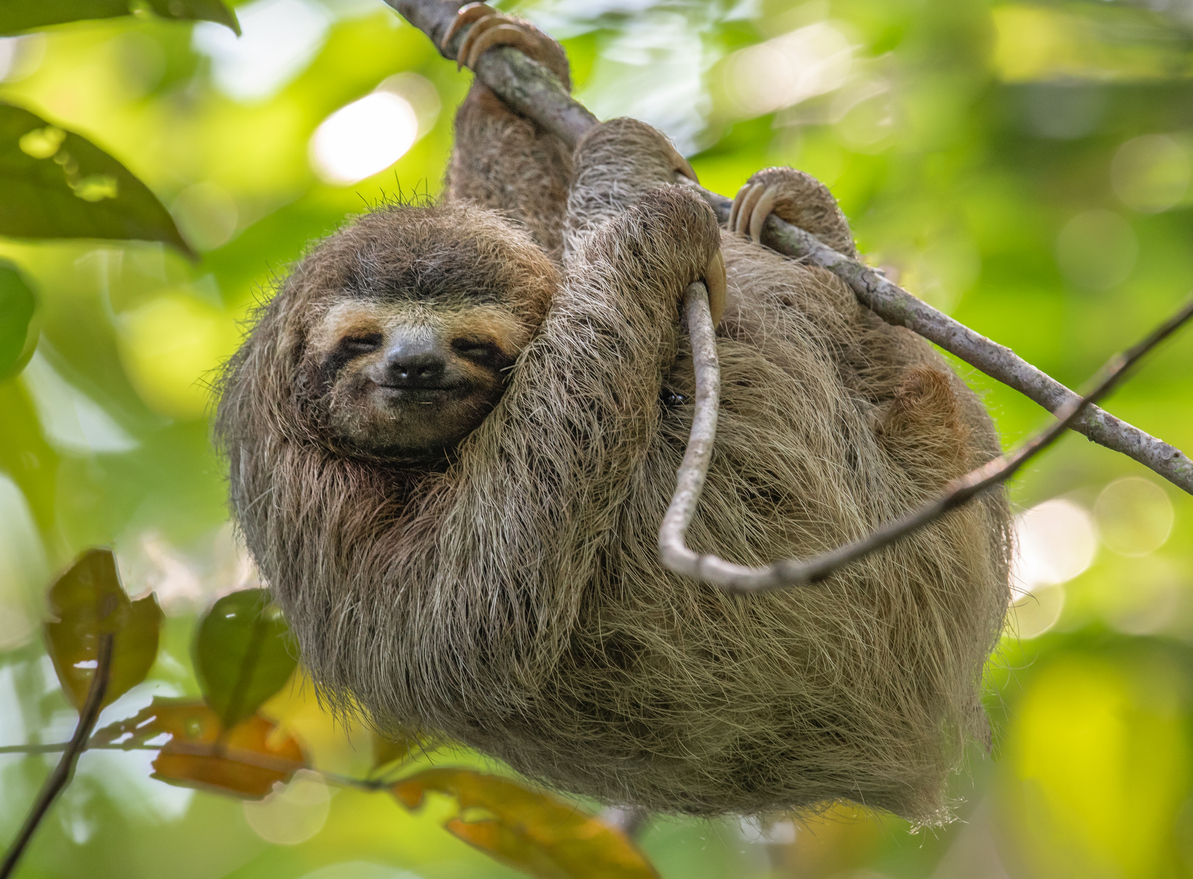 Is It Legal to Own a Pet Sloth in Missouri?